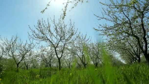 Manzanos florecientes en el huerto de manzanas en un soleado día de primavera. El concepto de felicidad y alegría — Vídeos de Stock
