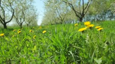 Two girls in white transparent dresses walk barefoot on the green juicy grass with flowering dandelions on a sunny day. Body parts