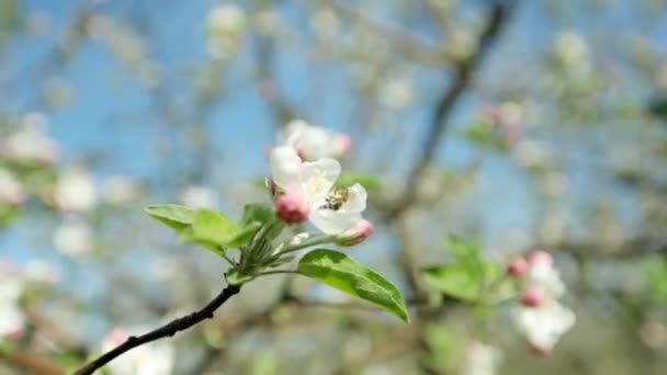 Hermosa rama de manzano en flor en el jardín de primavera en un día soleado y soleado . — Vídeo de stock