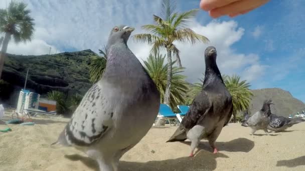 비둘기들 이 해변으로 날아가서 사람의 손에서 음식을 빼앗아 간다. — 비디오