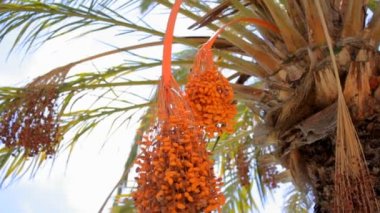 Hurma tomurcuklu. İspanya Tenerife