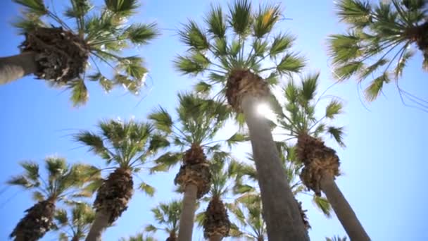 Palmzweige in der Sonne. Ruhe auf einer sonnigen Insel. Das Konzept eines wunderbaren Sommerurlaubs. — Stockvideo