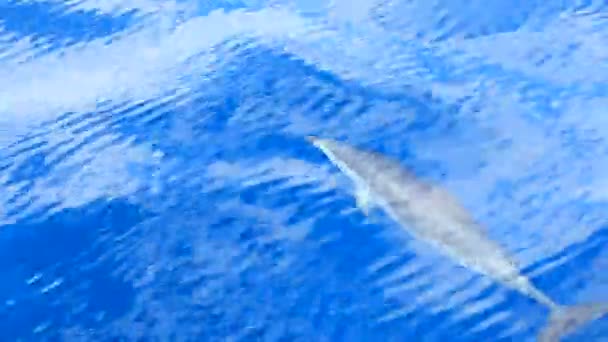 Delfíni plavou v modré vodě za slunečného dne. Tenerife, Španělsko — Stock video