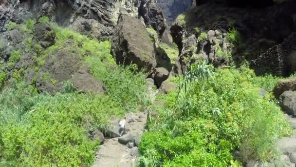 Aerial view. girl walks along a picturesque famous gorge Masca . Tenerife Canary Islands, Spain. — Stock Video