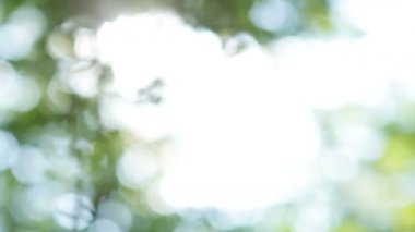 Ağaçların yeşil yaprakları arasından güzel, tüylü bir ışık transfüzyonu. Bokeh
