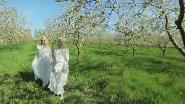 姉妹双子は一緒に開花リンゴ園を歩く. — ストック動画