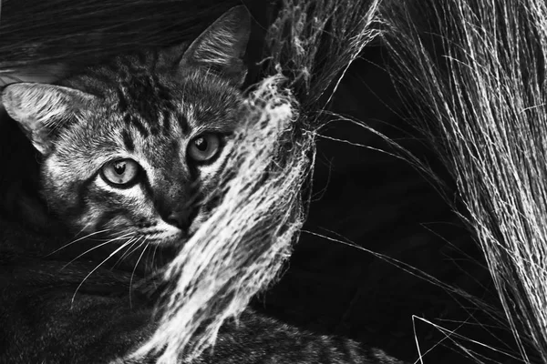 샴 고양이 숨기기를 즐길과 야외 풀밭에 추구 — 스톡 사진