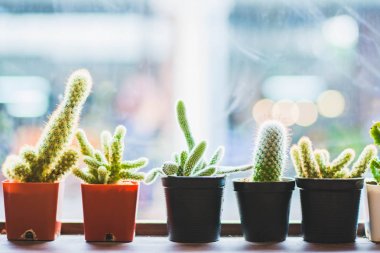 Tenceredeki kaktüs bitkisi beyaz arka planda izole edilmiş. 