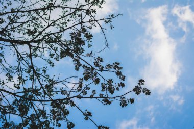 Ağaç dalı ile bulutlu gökyüzü silüeti  