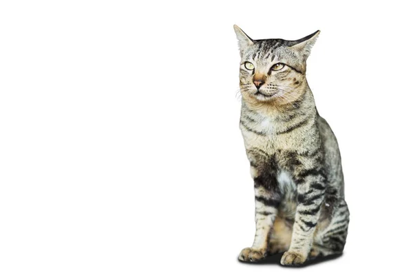 Gato siamés aislado en blanco —  Fotos de Stock