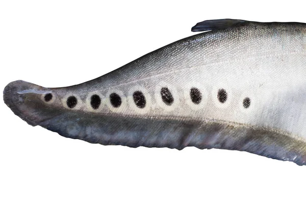 Staart van Pangasius — Stockfoto