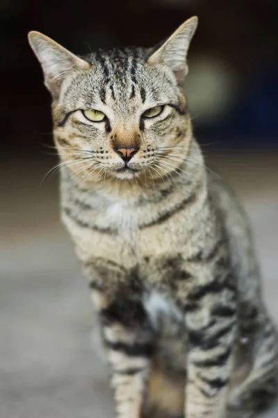 Gato siamês no jardim de squinting para a câmera — Fotografia de Stock