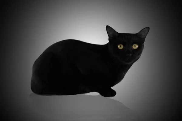 Gato siamés aislado en negro —  Fotos de Stock