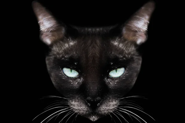 シャム猫黒に分離 — ストック写真