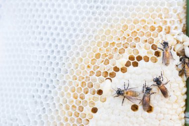 bir arı kovanına petek arı