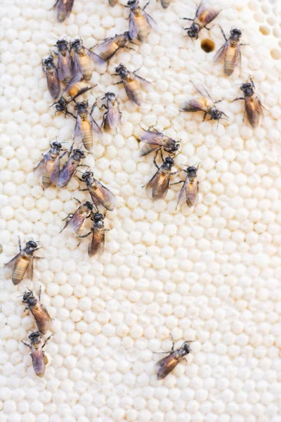 bir arı kovanına petek arı