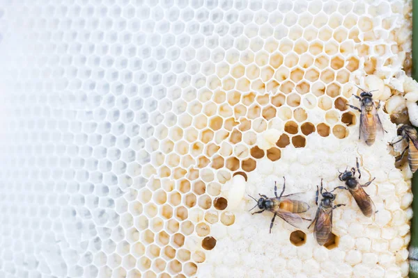 bir arı kovanına petek arı