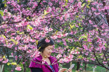 kadın zevk akıllı telefon selfie Park sakura ağacı altında sonra