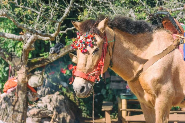 Bruin pony met zadel staande in park met natuurlijke achtergrond — Stockfoto