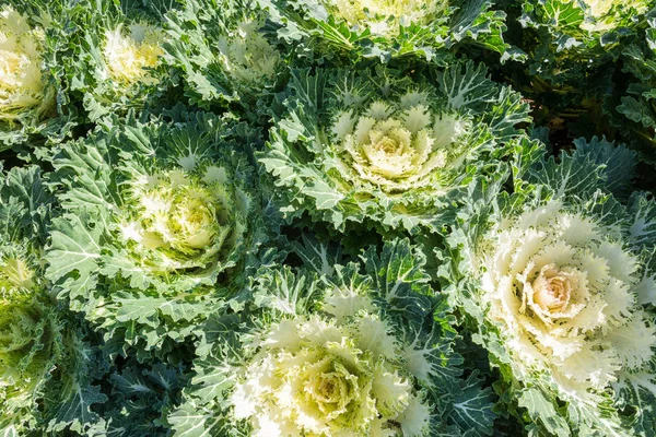 Beyaz süs lahana bitkiler