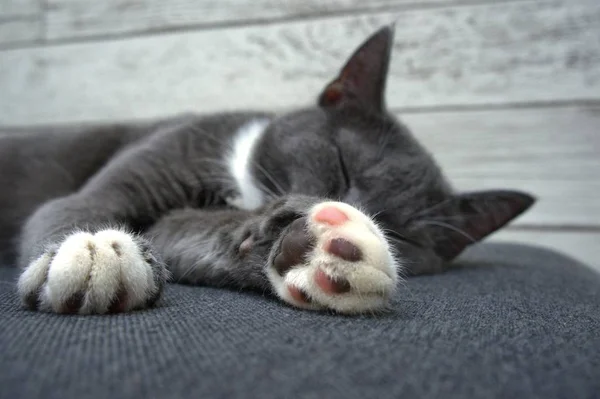 Gato Gris Descansando Sofá Bozal Primer Plano — Foto de Stock