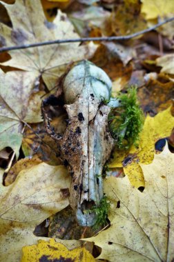 Ormandaki hayvan kafatasında hayvan kafatası. Ormanı kapatın.