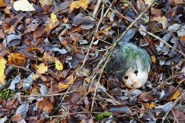 Bir bebeğin kafası, ormanda yatıyor.