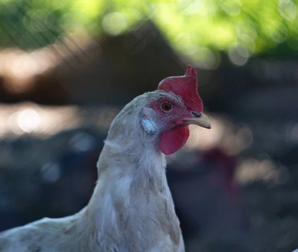 white chicken with red eyes walks in the pen