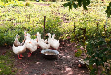 farm with ducks farming geese walk in the paddock