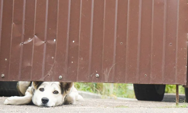 Hond Kijkt Uit Het Hek Met Droevige Ogen — Stockfoto