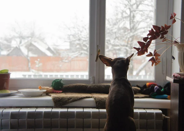 Hond Wachtend Zijn Eigenaar Kijkend Uit Het Winterraam — Stockfoto