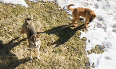Vahşi köpekler aç gözlerle yemek yemek ve bakmak isterler.