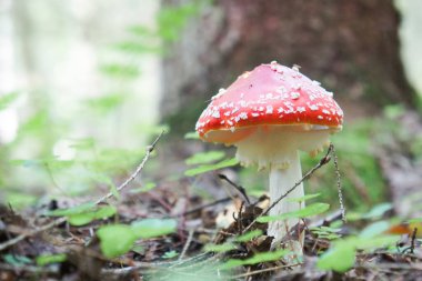 Amanita mushroom grows among branches and grass in a forest