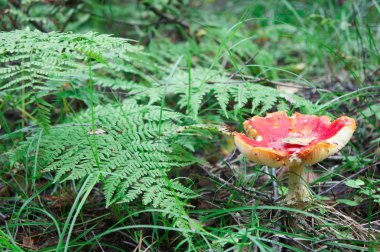 Amanita mushroom grows among branches and grass in a forest