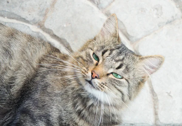 Schattig Grijs Kat Met Groene Ogen — Stockfoto