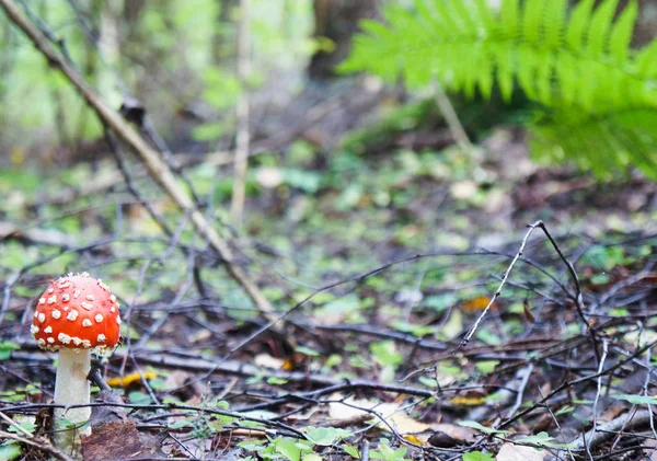 Amanita Mushroom Grows Branches Grass Forest — Stockfoto