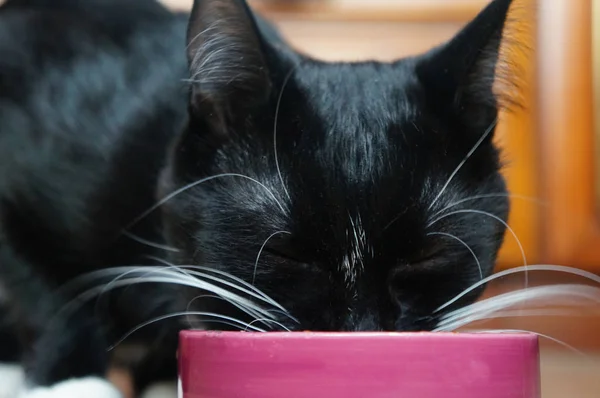 Zwarte Kat Met Een Grote Witte Snor Eet Uit Een — Stockfoto