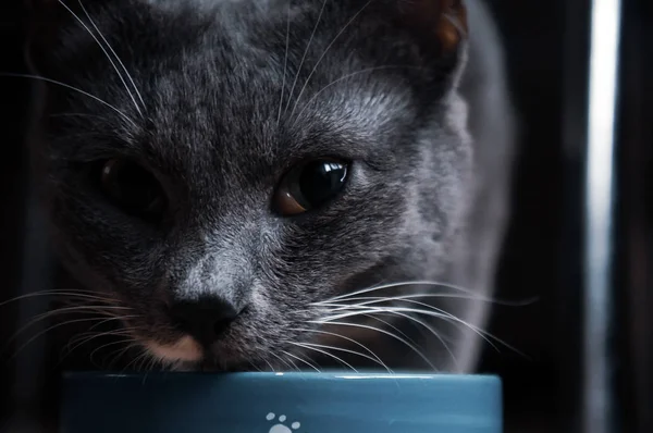 Gato Gris Con Bigote Blanco Grande Come Tazón Azul —  Fotos de Stock