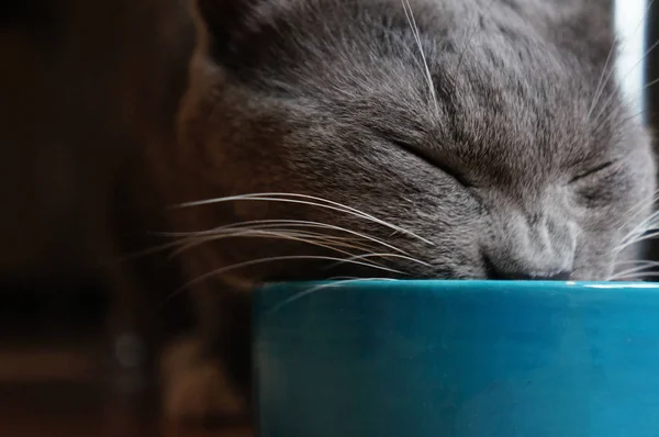 Сірий Кіт Їсть Блакитної Миски Закритими Очима — стокове фото