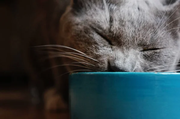 Grijze Kat Eet Uit Een Blauwe Schaal Met Gesloten Ogen — Stockfoto