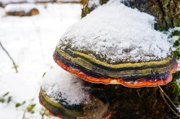 Mushroom Tree Orange Green Stripes Covered Snow — Stock Photo, Image