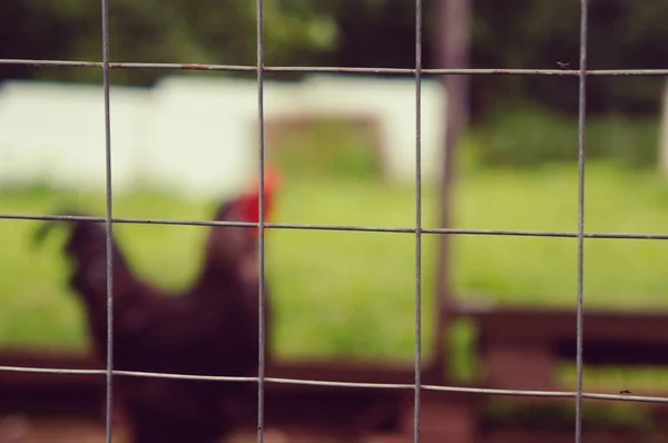 chicken net fence, rooster walks on green grass on a village farm