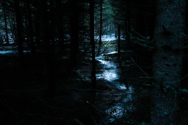 Winding Path Mysterious Mystical Forest — Stock Photo, Image