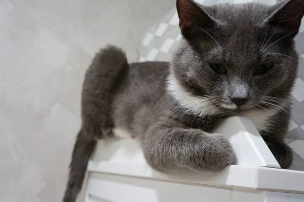 Schattig Grijs Kat Met Een Witte Borst Poten Ligt Kast — Stockfoto