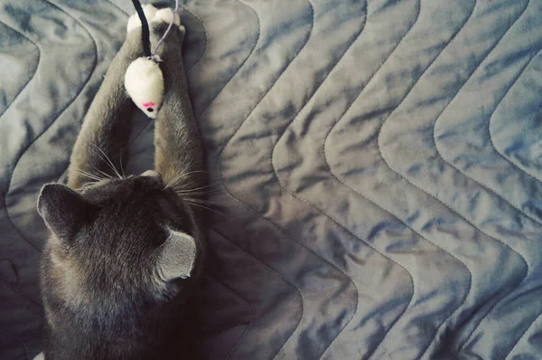 gray cat with white paws plays with a white mouse on a gray bedspread