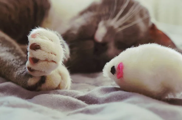白爪灰猫在灰蒙蒙的床罩上与白鼠玩耍 — 图库照片