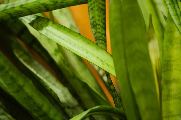 Beautiful Leaves Home Plant Background — Stock Photo, Image