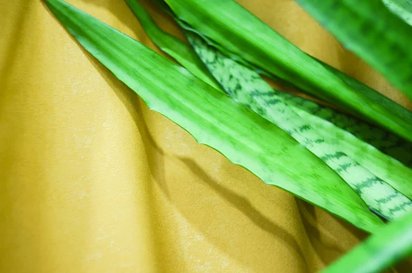 Hermosas Hojas Planta Casera Para Fondo — Foto de Stock