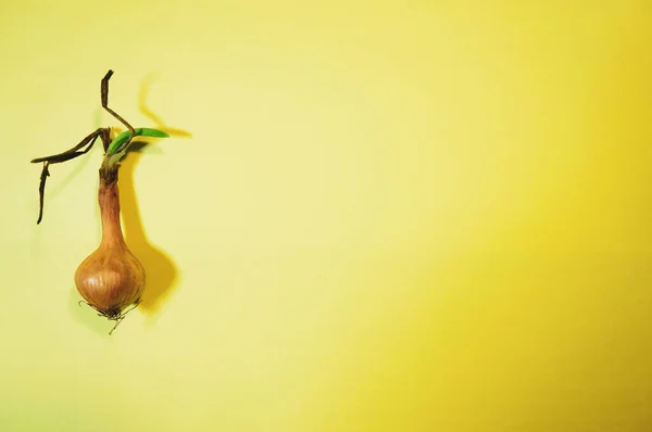 Small Sprouted Bulb Yellow Background Place Inscription — Stockfoto