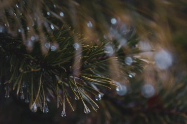 Çam dallarının deseni ekran koruyucu veya arkaplan için bahar yağmuru damlalarıyla yakın plan